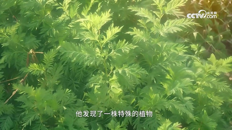 黄果ai短剧:中国神话·尝百草央视网节目缩略图